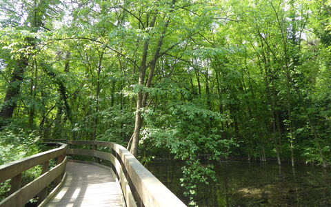 Villa Camerini, Nature, Bikes and Beaches: Brug, Groen, Natuurlijke Omgeving, Boom, Natuur, Blad, Hout, Vegetation, Woud, Natuurlijk Landschap