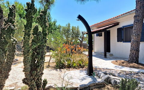Blue: Struik, Schaduw, Tuin, Landscaping, Oprit, Gang, Schaduw