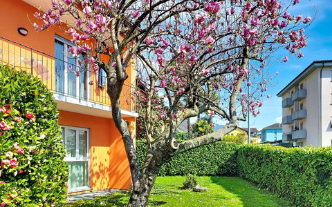 Sailor'S Home: Petal, De Lente, Tuin, Gazon, Werf