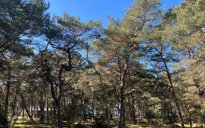 Ermelina - 150M from the Sea