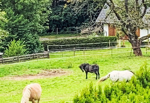 Apartamento Giovanna: Struik, Grasland, Pasture, Weidende, Landelijk Gebied, Groundcover, Tuin, Weide, Vee