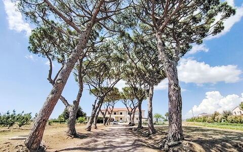Bibbona 15: Afdeling, Blad, Boom, Vegetation, Trunk, Woody Plant, Schaduw, Trail, Landscaping, Gang