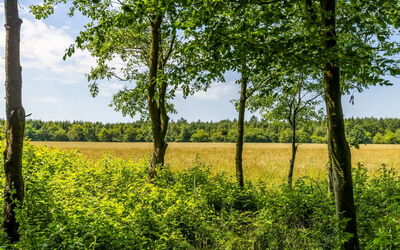Friderica - 30Km from the Sea