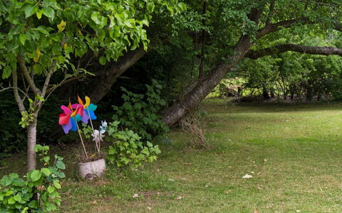 Niela - 700M from the Sea: Blad, Groen, Afdeling, Vegetation, Struik, Trunk, Tuin, Petal, De Lente, Takje