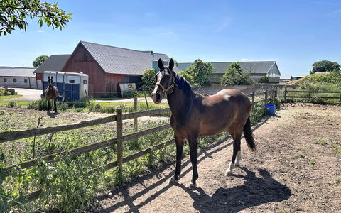 Melösa: Paard, Landschap, Hek, Landelijk Gebied, Pasture, Zuring, Boerderij, Vee