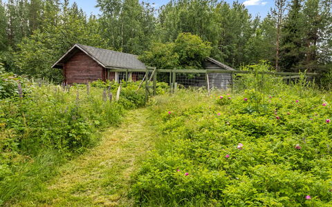Ohola: Gras, Vegetation, Struik, Plantengemeenschap, Land Lot, Tuin, Grasland, Groundcover, Verblijf