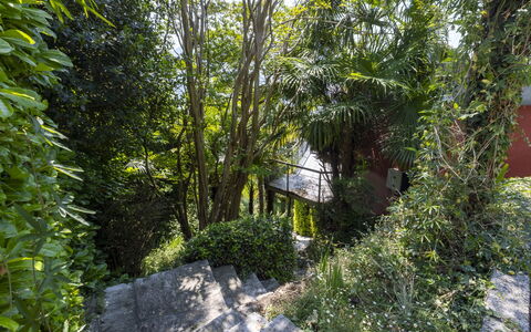 Max: Groen, Blad, Vegetation, Struik, Plantengemeenschap, De Lente, Woody Plant, Tuin, Jungle, Valdiviaanse Gematigde Regenwoud