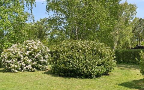 Alika - 700M from the Sea: Blad, Struik, Plantengemeenschap, Groundcover, Tuin, Woody Plant, De Lente, Haag, Gazon
