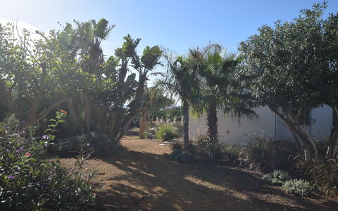 Punta Braccetto Fronte Mare: Blad, Vegetation, Struik, Tuin, Plantengemeenschap, Woody Plant, Bodem, Landscaping, Botanische Tuin