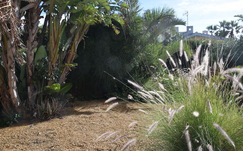 Punta Braccetto Fronte Mare: Struik, Tuin, Landscaping, Backyard, Botanische Tuin, Gang