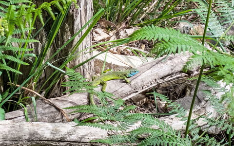 The Greenhouse: Groen, Wild