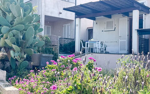 Ostrica: Struik, Tuin, Werf, Landscaping, Schaduw, Backyard, Balkon, Gang, Binnenplaats