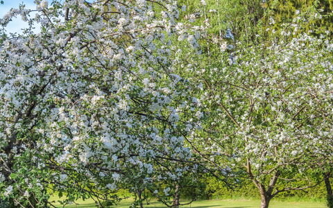 Vanhakylä Gård Väentupa: Afdeling, De Lente, Tuin, Weide, Takje, Park, Gazon, Bloesem, Plantage, Rose Family