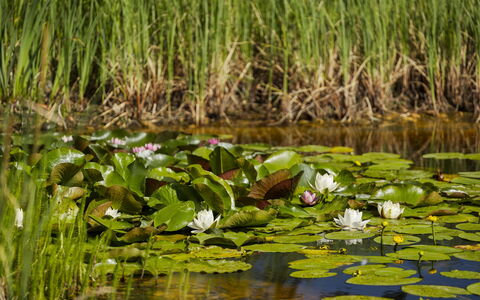Villa Canela: Groen, Water, Moeras, Vijver, Reflectie, Meer