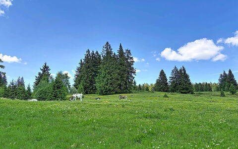 Sonne: Lucht, Boom, Gras, Natuurlijke Omgeving, Groen, Grasland, Natuurlijk Landschap, Pasture, Wolk