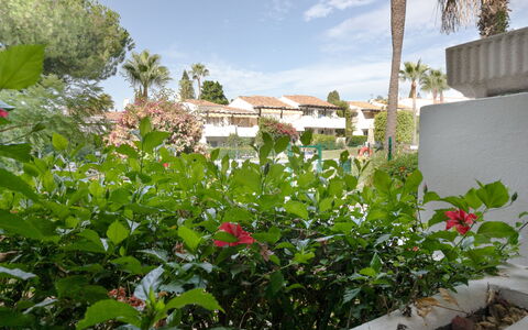 Ca Maestral: Bloem, Struik, Tuin, Bloeiende Plant, Landscaping, Backyard