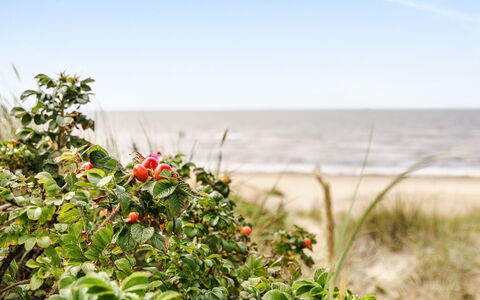 Odal: Kust, Zomer, Wolk, Kust En Oceanic Landvormen, Zee, Strand, Kust, Oceaan, Fruit, Tropen