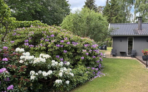 Floria - 500M from the Sea: Bloem, Struik, Tuin, Groundcover, Purper, Bloeiende Plant, De Lente, Landscaping, Botanische Tuin