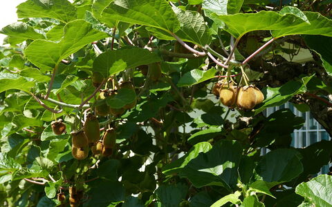 Cá Pórt Róss: Fruit, Produceren, Voedsel, Woody Plant, Natuurlijke Voedingsmiddelen