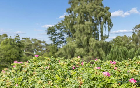Eerika - 1Km from the Sea: Bloem, Groen, Struik, Petal, Roze, Tuin, Groundcover, Bloeiende Plant, De Lente, Rose Family