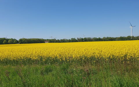 Gundula - 1.3Km from the Sea: Groen, Geel, Veld, Landbouw, Zomer, Grasland, Plain, Land Lot, Bijsnijden, Weide