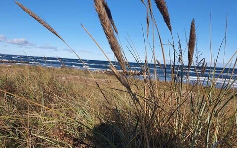 Gundula - 1.3Km from the Sea: Prairie, Kruidachtige Plant, Steppe, Shrubland