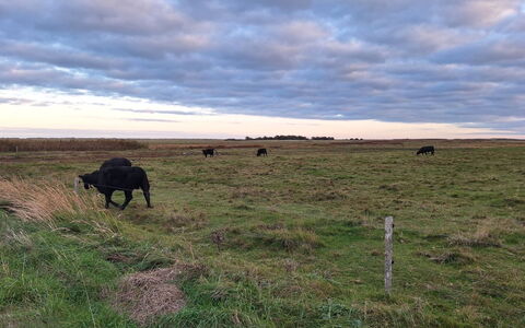 Gundula - 1.3Km from the Sea: Lucht, Wolk, Natuurlijke Omgeving, Grasland, Ecoregio, Pasture, Plain, Prairie, Weidende