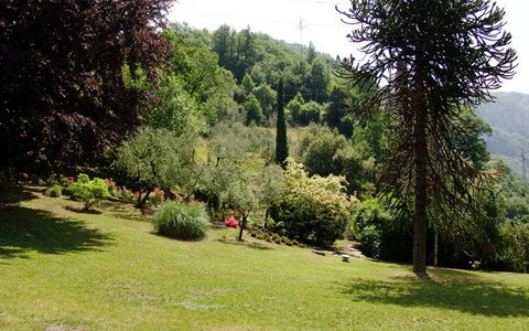 Robilant: Struik, Tuin, Botanische Tuin, Park, Landscaping, Evergreen, Pine Family, Openluchtbank