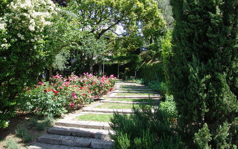 Robilant: Bloem, Blad, Groen, Natuur, Tuin, Vegetation, Struik, Plantengemeenschap, Groundcover