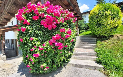 Ferienhaus Dinkl: Bloem, Petal, Struik, Tuin, Roze, Bloeiende Plant, De Lente, Rose Family