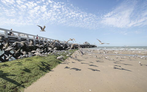 Zeewind Close to the Beach: Meubilair, Interieur Ontwerp, Flooring, Verdieping, Tafel, Hout, Plafond, Stoel, Kamer, Bankstel