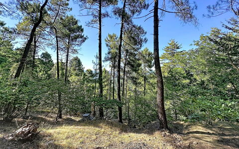 La Bergerie de Portes: Boom, Blad, Natuurlijke Omgeving, Hout, Afdeling, Vegetation, Woud, Wildernis, Plantengemeenschap