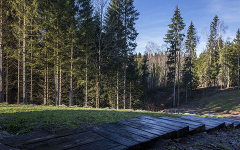 Valera Vita Forest: Boom, Blad, Natuurlijke Omgeving, Natuur, Hout, Woud, Trunk, Bos, Bosje