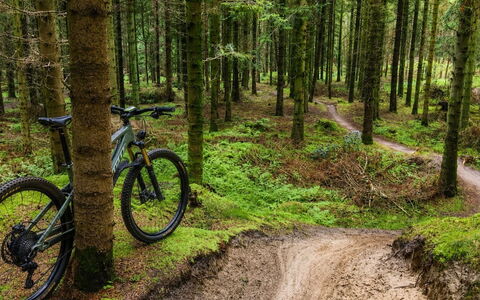 Henri - 700M from the Sea: Fiets, Fietswiel, Mountain Biking, Woud