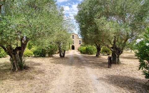 Mas Nualart: Boom, Struik, Landgoed, Landscaping, Oprit, Trail, Plantage, Hacienda