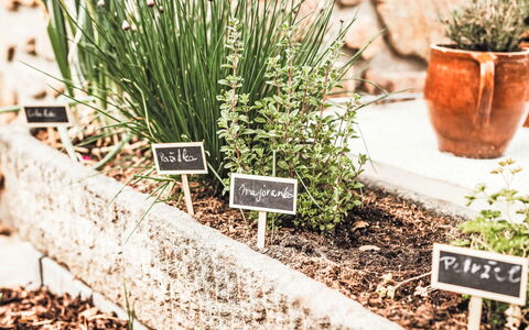 U Šenkýře Mikeše: Tuin, Kruid, Bloempot, Kamerplant