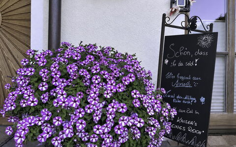 Des Kaisers Kleines Reich: Bloem, Bloempot, Roze, Groundcover, Bloeiende Plant, Tuin, Kamerplant, Bloemisterij, Kruidachtige Plant