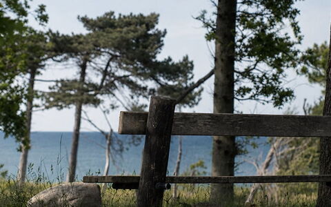 Bine - 200M from the Sea: Hout, Natuurlijk Landschap, Hek, Kust En Oceanic Landvormen, Trunk, Kust, Zee, Oceaan, Kust