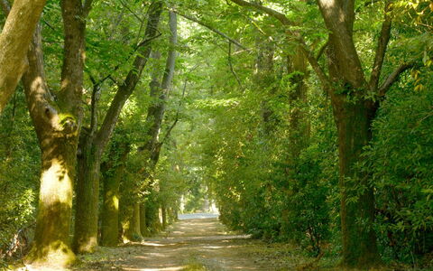 Villa Gioli: Blad, Afdeling, Natuur, Groen, Natuurlijke Omgeving, Boom, Hout, Vegetation, Natuurlijk Landschap, Weg