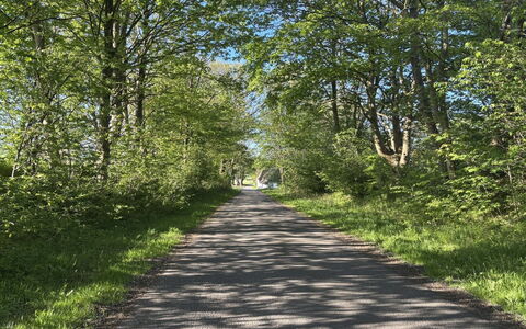 Thilo - 39Km from the Sea: Blad, Groen, Afdeling, Gras, Boom, Natuur, Weg Oppervlak, Weg, Natuurlijk Landschap, Vegetation