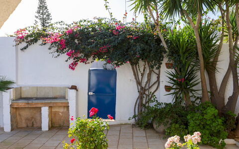 Villa del Lentisco 8+2: Bloem, Bloempot, Struik, Tuin, Kamerplant, Schaduw, Landscaping, Werf, Binnenplaats
