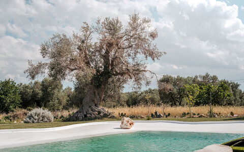 White Stone House 6+1: Afdeling, Trunk, Tuin, Takje, Gazon, Park, Landscaping