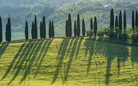 Podere Gragnano 12: Groen, Landschap, Plantage, Veld, Weide, Landscaping, Evergreen, Pine Family