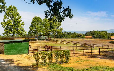 Villa Elisa 16: Landschap, Landelijk Gebied, Hek, Pasture, Boerderij, Schaduw, Veld, Boerderij, Park