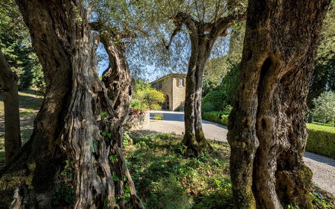 Tenuta Sagherina 8: Afdeling, Blad, Trunk, Takje, Woody Plant, Tuin, Schaduw, Landscaping, Schaduw, Backyard