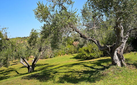 Villa le Cave 12: Boom, Gras, Blad, Afdeling, Vegetation, Grasland, Struik, Plantengemeenschap, Plain, Land Lot