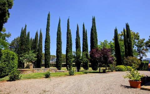 La Magia 8+2: Blad, Groen, Struik, Trunk, Tuin, Woody Plant, Landscaping, Evergreen