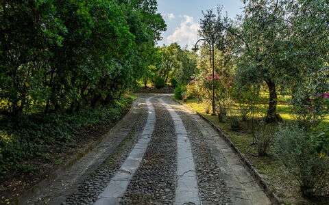 Villa Collegigliato 8: Blad, Boom, Groen, Natuur, Afdeling, Vegetation, Weg Oppervlak, Weg, Struik, Trail