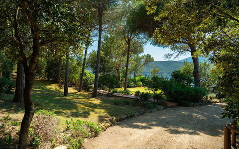 Villa Il Faro 10: Blad, Boom, Natuur, Groen, Afdeling, Vegetation, Struik, Plantengemeenschap, Tuin, Trunk