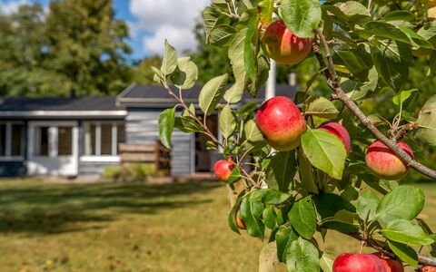 Hedwig - 120M to the Fjord: Rood, Fruit, Produceren, Natuurlijke Voedingsmiddelen, Appel, Voedsel, Plantage